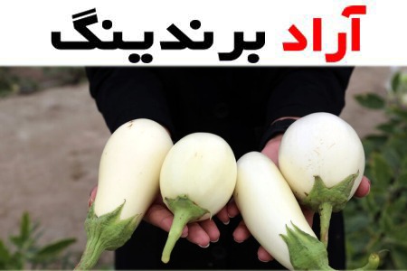 قیمت بادمجان سفید + خرید و فروش بادمجان سفید عمده