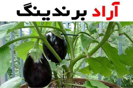 قیمت بادمجان دلمه ای