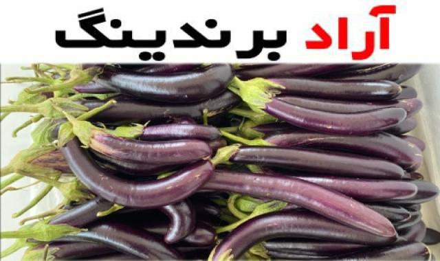 خرید بادمجان قلمی صادراتی + قیمت عالی با کیفیت تضمینی