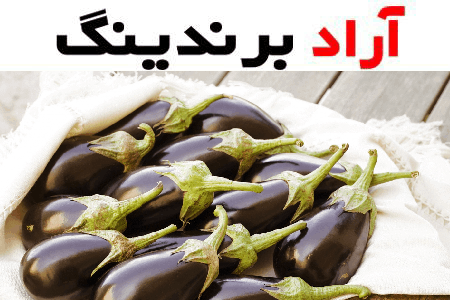 قیمت خرید بادمجان لامپی صادراتی + مشخصات، عمده ارزان