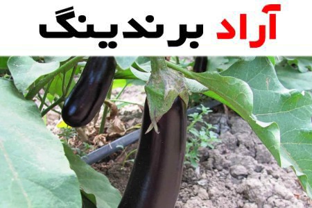 خرید پرفروش ترین انواع بادمجان قلمی با بهترین قیمت