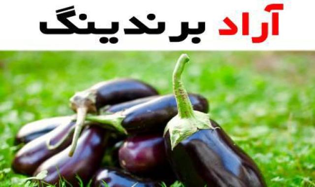 قیمت بادمجان لامپی + خرید و فروش بادمجان لامپی عمده