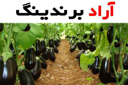 بادمجان در میدان تره بار تهران؛ دلمه ای قلمی حاوی آنتی اکسیدان آهن Vitamin C