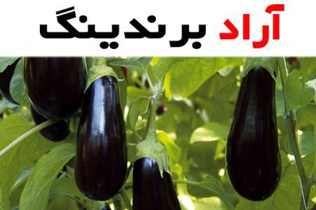 خرید انواع بادمجان سیاه گلخانه ای + قیمت