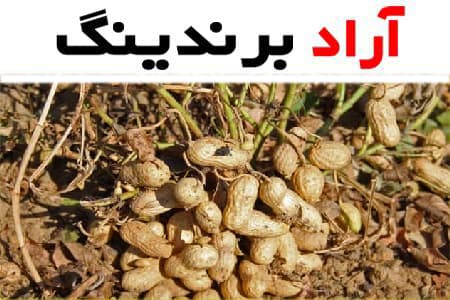 بادام زمینی گلخانه ای؛ فلفلی سرکه ای 1 الی 20 کیلویی فاقد مواد شیمیایی