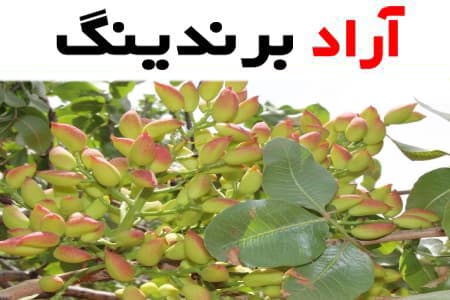 کاربرد پوست پسته سبز در تولید مواد ضد قارچی و ضد میکروبی