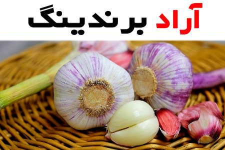 سیر تازه درجه یک همدان + بهترین قیمت خرید