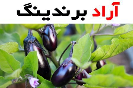 بادمجان لامپی ورامین؛ تقویت معده حاوی کلسیم منیزیم Fiber