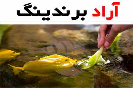 غذای ماهی کوی (خوراک) پولکی گرانولی مکملی بسته بندی کیسه ای