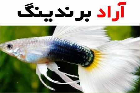 غذای ماهی گوپی؛ سبزیجات میگو لارو حاوی پروتئین carbohydrate