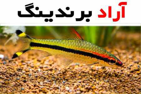 غذای ماهی ردلاین؛ جلبک میگو پلانکتون 3 نوع قرصی لوفاک زنده