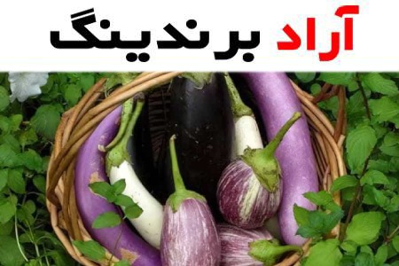 بادمجان محلی گیلان؛ بنفش تیره 2 طبع گرم خشک حاوی کلسیم ویتامین K