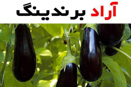 خرید و لیست قیمت بادمجان با بهترین کیفیت