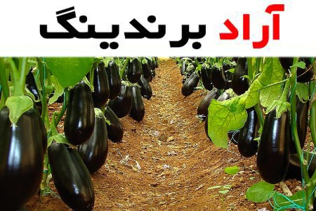 راهنمای خرید بادمجان لنگی لقمه ای + قیمت عالی