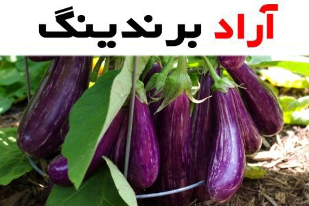 قیمت بادمجان سیاه + بهترین قیمت خرید روز محصول با جدیدترین لیست قیمت فروش