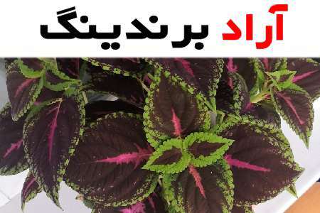 آیا می دانستید که گل حسن یوسف صورتی یکی از گل های زینتی محبوب می باشد؟