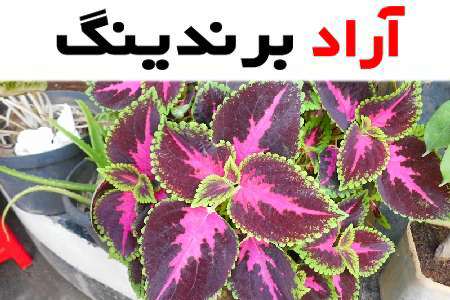 گل حسن یوسف طبیعی درچه مناطقی پرورش می یابد؟