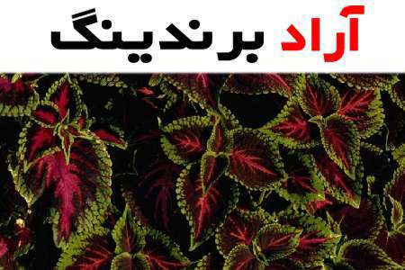 گل حسن یوسف عطری و حس بی نظیری که تجربه خواهید کرد