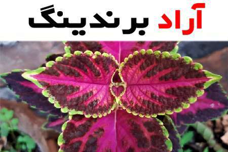 گل حسن یوسف مخملی قرمز و نحوه کشت و تولید آن