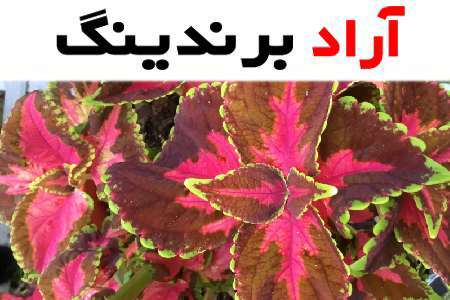 گل حسن یوسف محلی و فرصت های کسب و کاری که ایجاد می کند