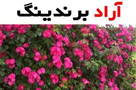 گل نسترن و شناخت چگونگی تولید و پرورش آن