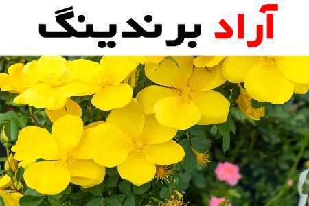 معرفی گل نسترن رونده زرد و یادگیری نحوه نگهداری آن