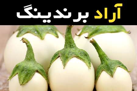 بادمجان سفید کوچک بهترین انتخاب برای صنعت غذا و آشپزی