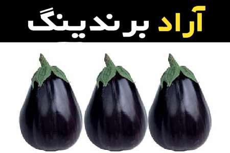 معرفی بادمجان دلمه گلخانه ای و روش های تولید آن