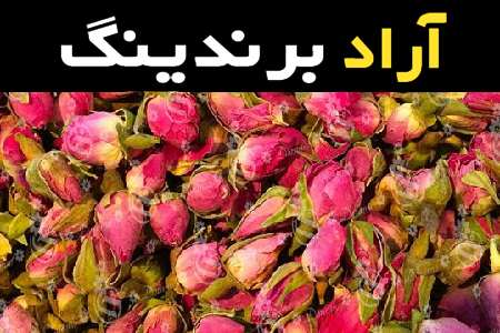 غنچه گل محمدی دیم و دستورالعمل های لازم برای کاشت و برداشت آن