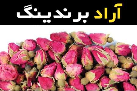 غنچه گل محمدی لاله زار کرمان و تاثیرات خواص آن در رشد و افزایش تقاضای آن