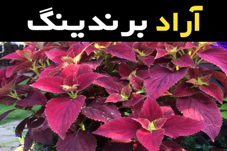 مشخصات گل حسن یوسف بزرگ و نحوه خرید عمده