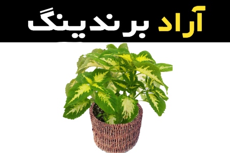 خرید عمده گل حسن یوسف سفید با بهترین شرایط