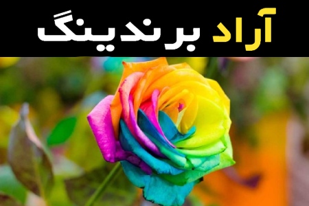 آموزش خرید بذر گل رز هلندی صفر تا صد