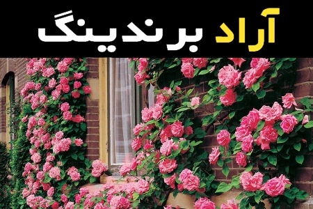 مشخصات گل نسترن صورتی رونده و نحوه خرید عمده