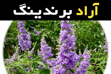لیست قیمت گیاهان دارویی وارداتی به صورت عمده و با صرفه