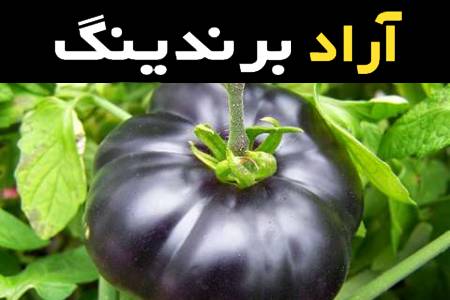 گوجه فرنگی سیاه تازه اعلا ارزان قیمت کد 08