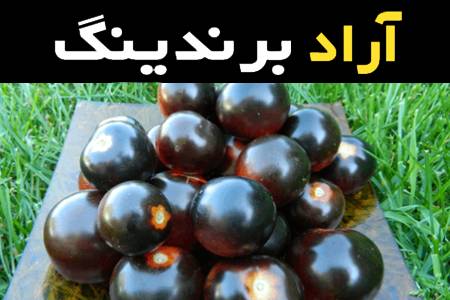 گوجه فرنگی سیاه درجه یک در رفسنجان کد 12