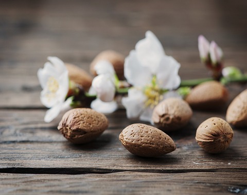 مشخصات بادام سنگی درختی و نحوه خرید عمده