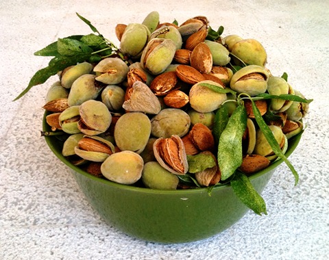 خرید عمده بادام پوست کاغذی تازه با بهترین شرایط