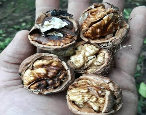 مشخصات مغز گردو سوخته و نحوه خرید عمده