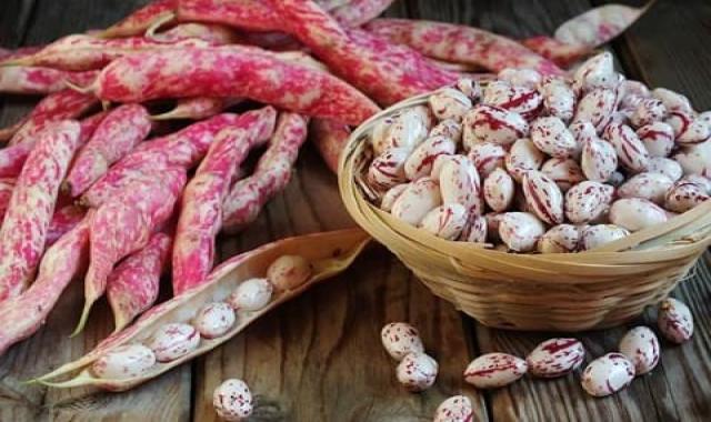 لیست قیمت لوبیا تازه به صورت عمده و با صرفه