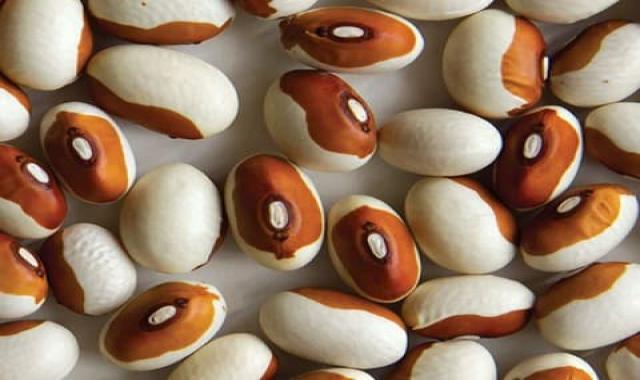 خرید عمده لوبیا ژاپنی با بهترین شرایط