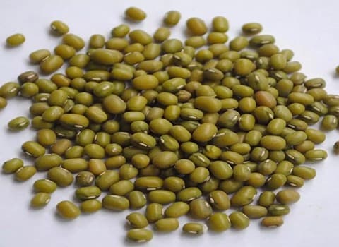 مشخصات ماش صحرایی و نحوه خرید عمده