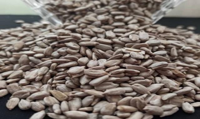 مغز تخمه خوراکی همراه با توضیحات کامل و آشنایی