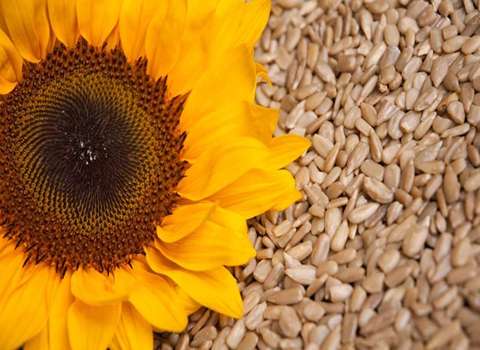 قیمت خرید عمده مغز تخمه فله ای ارزان و مناسب