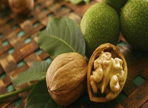 مغز گردو شیلی همراه با توضیحات کامل و آشنایی