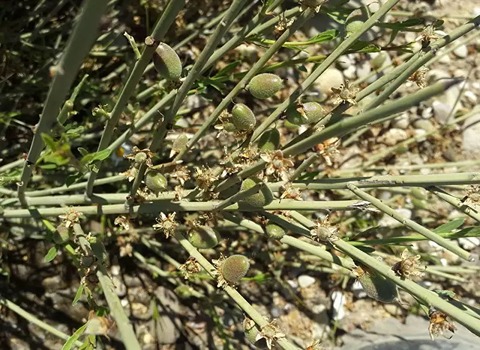 بادام کوهی تلخ فله ای قیمت مناسب کد 77