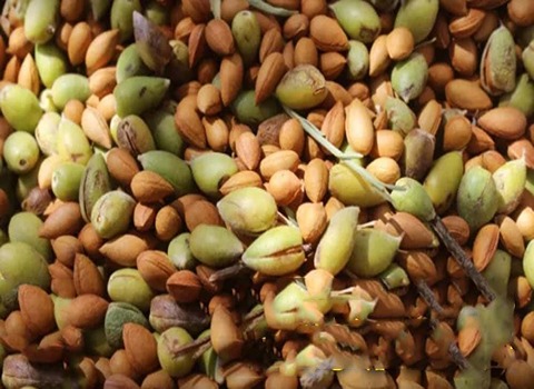 بادام کوهی درشت کیلویی قیمت مناسب کد 70