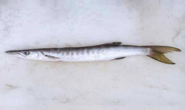 ماهی چنگو تازه دم زرد حاوی مواد معدنی ارزان کد 64