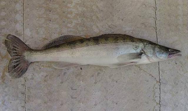 ماهی صوف تازه بدون استخوان سفید ارس کد 52